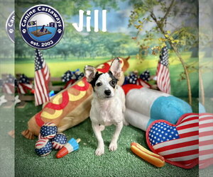 Jill - Female Taco Terrier Dog for Adoption - Photo #2