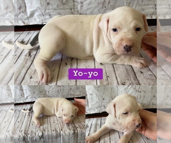 Medium Photo #1 American Pit Bull Terrier Puppy For Sale in HARRISON, AR, USA