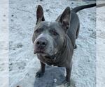 Small American Bulldog Mix