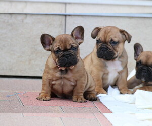 French Bulldog Puppy for Sale in Hajos, Bacs-Kiskun Hungary