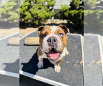 Small #3 Bulldog