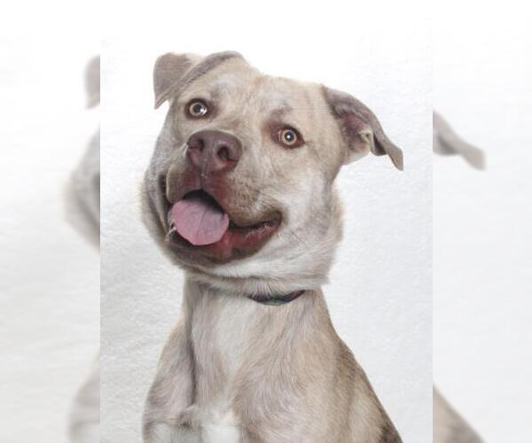 Medium Photo #2 Siberian Husky-Unknown Mix Puppy For Sale in Burbank, CA, USA