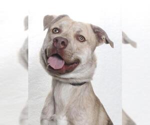 *ROO - Male Siberian Husky-Unknown Mix Dog for Adoption - Photo #2