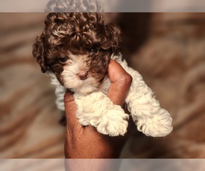 Poodle (Toy) Puppy for sale in FORT WASHINGTON, MD, USA