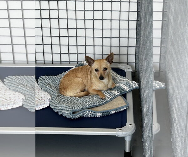 Medium Photo #6 Chihuahua-Unknown Mix Puppy For Sale in Chico, CA, USA