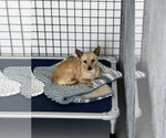Small #5 Chihuahua Mix