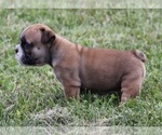 Small Photo #7 Bulldog Puppy For Sale in MARSHFIELD, MO, USA