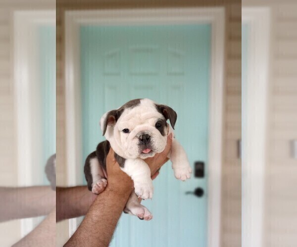 Medium Photo #2 English Bulldog Puppy For Sale in MILTON, FL, USA