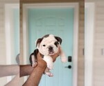 Small Photo #2 English Bulldog Puppy For Sale in MILTON, FL, USA