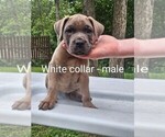 Small #5 Cane Corso
