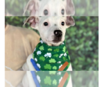 Small #5 American Pit Bull Terrier Mix