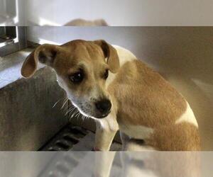 Chihuahua Dogs for adoption in Riverside, CA, USA