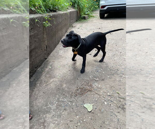 Medium Photo #4 American Pit Bull Terrier Puppy For Sale in Minneapolis, MN, USA