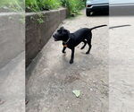 Small #3 American Pit Bull Terrier