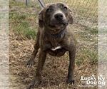 Small Boxer Mix