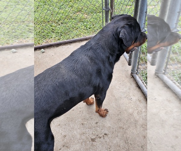 Medium Photo #1 Rottweiler Puppy For Sale in WAVERLY, MO, USA