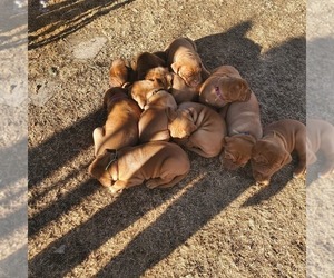 Dogue de Bordeaux Puppy for sale in CHEYENNE, WY, USA