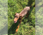 Small #6 Doberman Pinscher