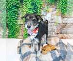 Small Photo #2 Retriever -Unknown Mix Puppy For Sale in Kennesaw, GA, USA