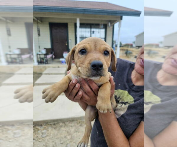Medium Photo #1 Labrador Retriever-Unknown Mix Puppy For Sale in Brewster, NY, USA