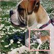 Small Photo #1 Olde English Bulldogge Puppy For Sale in EUGENE, OR, USA