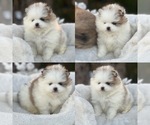 Small Pomeranian