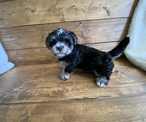 Maltipoo-Morkie Mix Puppy for sale in LITHIA, FL, USA
