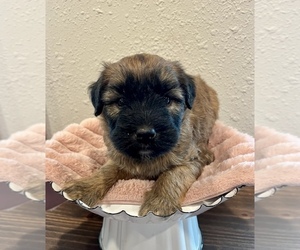 Soft Coated Wheaten Terrier Puppy for sale in DOSS, MO, USA