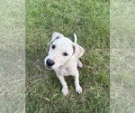 Small #2 Labrador Retriever Mix