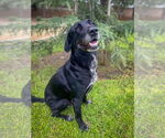 Small #9 Great Dane-Labrador Retriever Mix