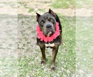 American Staffordshire Terrier-Unknown Mix Dogs for adoption in McKinney, TX, USA
