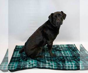 Abbey - Female Labrador Retriever-Unknown Mix Dog for Adoption - Photo #6