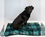 Small Photo #6 Labrador Retriever-Unknown Mix Puppy For Sale in Kennesaw, GA, USA