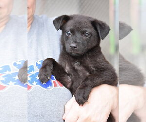 Dachshund-Unknown Mix Dogs for adoption in The Woodlands, TX, USA