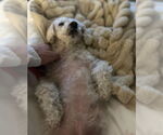 Small #5 Mutt