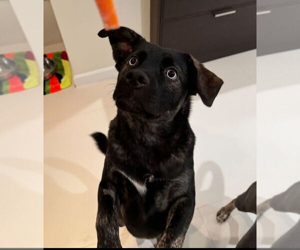 Medium Photo #4 Mutt Puppy For Sale in Dana Point, CA, USA