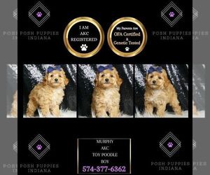 Poodle (Toy) Puppy for sale in WARSAW, IN, USA