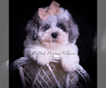 Small #5 Maltipoo (Toy)