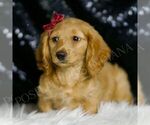Small #2 Dachshund