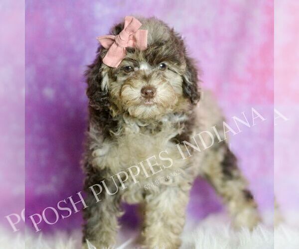 Medium Photo #97 Poodle (Miniature) Puppy For Sale in WARSAW, IN, USA