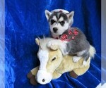 Small Photo #1 Siberian Husky Puppy For Sale in GROVESPRING, MO, USA