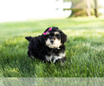 Small Photo #4 Bernedoodle-Poodle (Miniature) Mix Puppy For Sale in SHIPSHEWANA, IN, USA