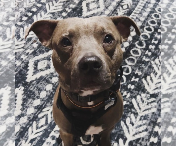 Medium Photo #7 American Pit Bull Terrier-Unknown Mix Puppy For Sale in FAIRLAWN, OH, USA