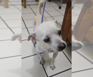 Moti (TX) - Male Chihuahua-Unknown Mix Dog for Adoption - Photo #4