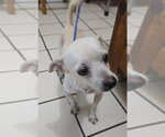 Small Photo #4 Chihuahua-Unknown Mix Puppy For Sale in New York, NY, USA