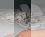 Small Pug