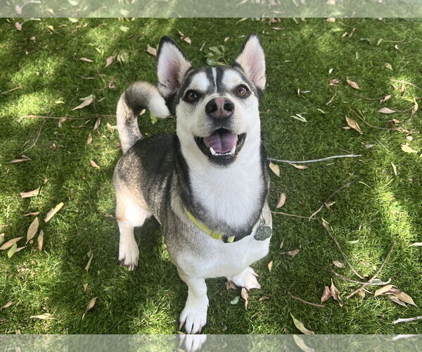 Medium Photo #1 - Mix Puppy For Sale in San Diego, CA, USA