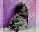 Small Photo #106 Poodle (Miniature) Puppy For Sale in WARSAW, IN, USA