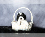 Small Photo #6 Cocker Spaniel Puppy For Sale in MILLERSBURG, IN, USA