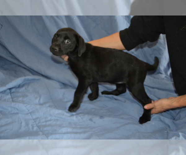 Medium Photo #1 Labrador Retriever Puppy For Sale in CORDILLERA, CO, USA